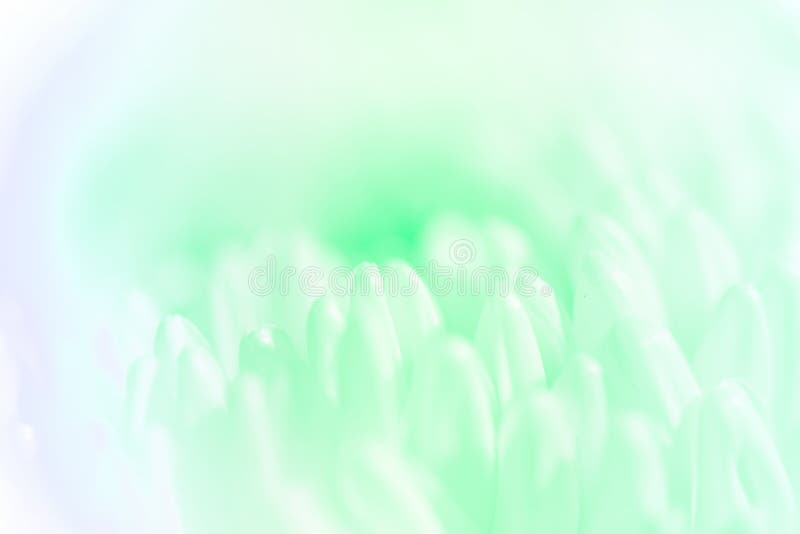 Pétalas de crisântemos em cores pastel suaves e desfocadas foto de stock royalty free