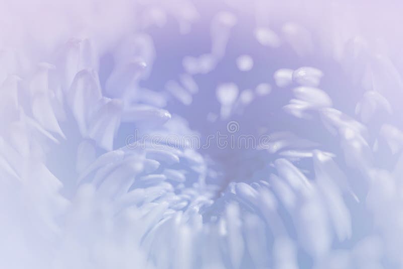 Pétalas doces dos crisântemos da cor pastel na cor e no borrão macios fotografia de stock royalty free Pétalas doces dos crisântemos da cor pastel na cor e no borrão macios fotografia de stock royalty free