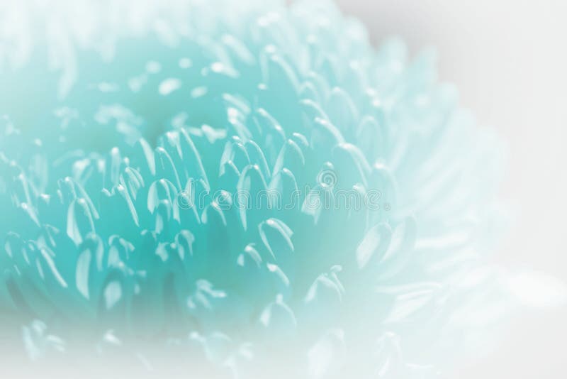Pétalas de crisântemos em cores pastel suaves, com cores suaves e efeito desfocado fotos de stock royalty free