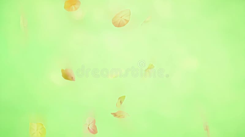 Pétalas leves caindo. Chroma key de tela verde ilustração stock