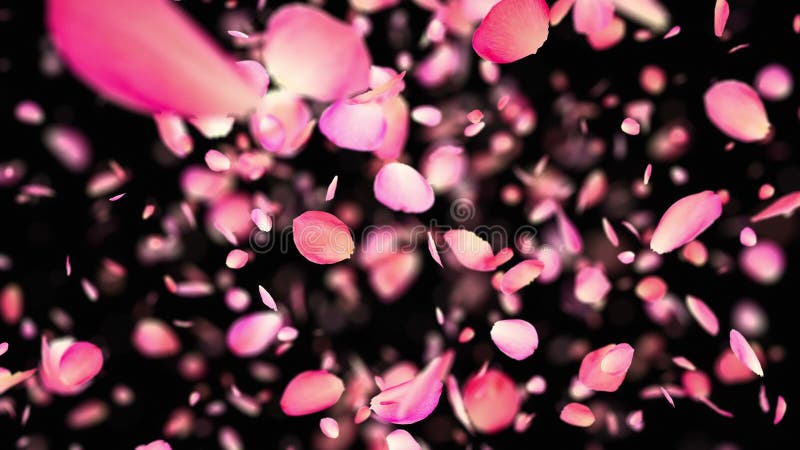 Pétalas rosa rosa cor-de-rosa a explodir em 4k