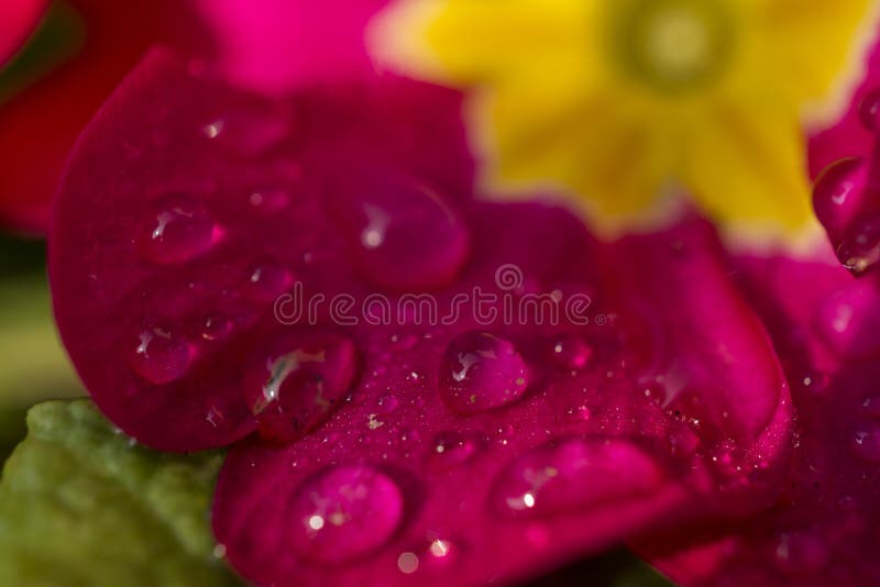 The petals of a beautiful purple flower with dew drops on a cold morning. The petals of a beautiful purple flower with dew drops on a cold morning.