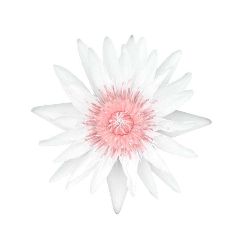Pétale blanc de lis de lotus de fleurs simples de bourgeon avec la vue supérieure de floraison de pollen rose mou d'isolement sur photo stock Pétale blanc de lis de lotus de fleurs simples de bourgeon avec la vue supérieure de floraison de pollen rose mou d'isolement sur photo stock
