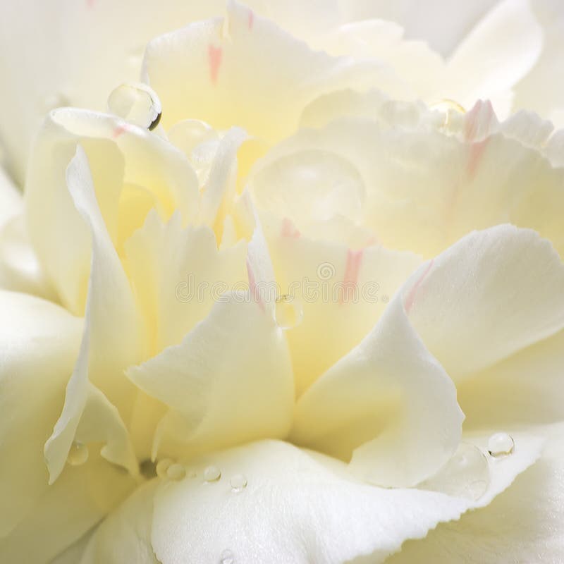 Pétales abstraits de fleur blanche, grand macro plan rapproché détaillé, baisses de rosée de l'eau photo stock Pétales abstraits de fleur blanche, grand macro plan rapproché détaillé, baisses de rosée de l'eau photo stock