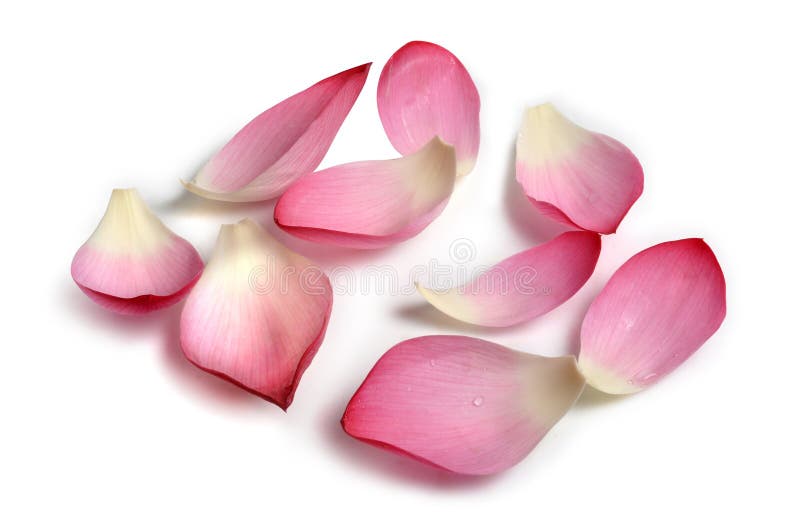 Pétales de fleur images stock Pétales de fleur images stock
