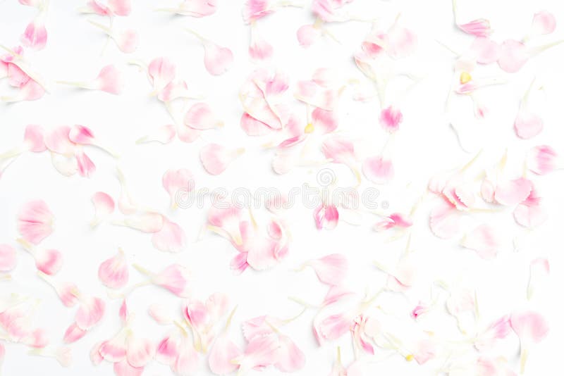 pétales de fleur d'oeillet sur le blanc photographie stock pétales de fleur d'oeillet sur le blanc photographie stock