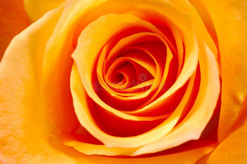 Download Pétales de Rose oranges photo stock. Image du pétales, cadeau - 78304
