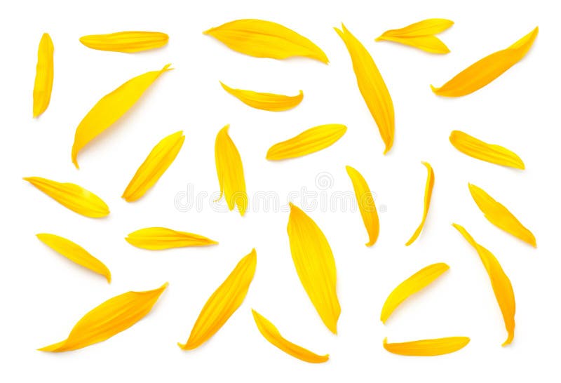 Pétales de tournesol d'isolement sur le fond blanc image stock Pétales de tournesol d'isolement sur le fond blanc image stock