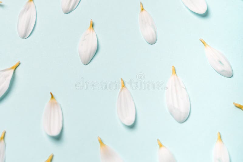 Pétales marguerites blancs en forme de fleurs ensoleillées sur fond bleu un beau fond naturel image libre de droits