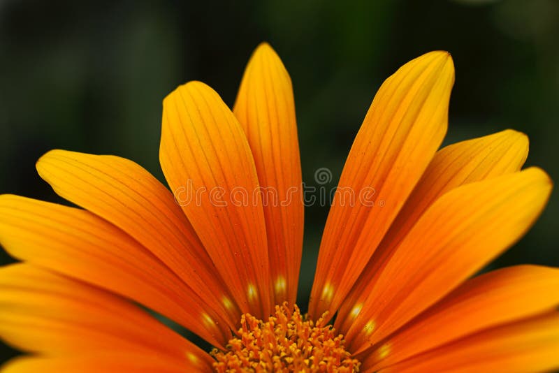 Pétales oranges de fleur photos stock Pétales oranges de fleur photos stock
