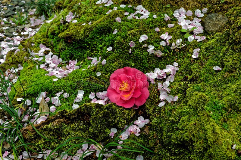 Pétalos caidos en el jardín cubierto de musgo, Kyoto Japón foto de archivo libre de regalías Pétalos caidos en el jardín cubierto de musgo, Kyoto Japón foto de archivo libre de regalías