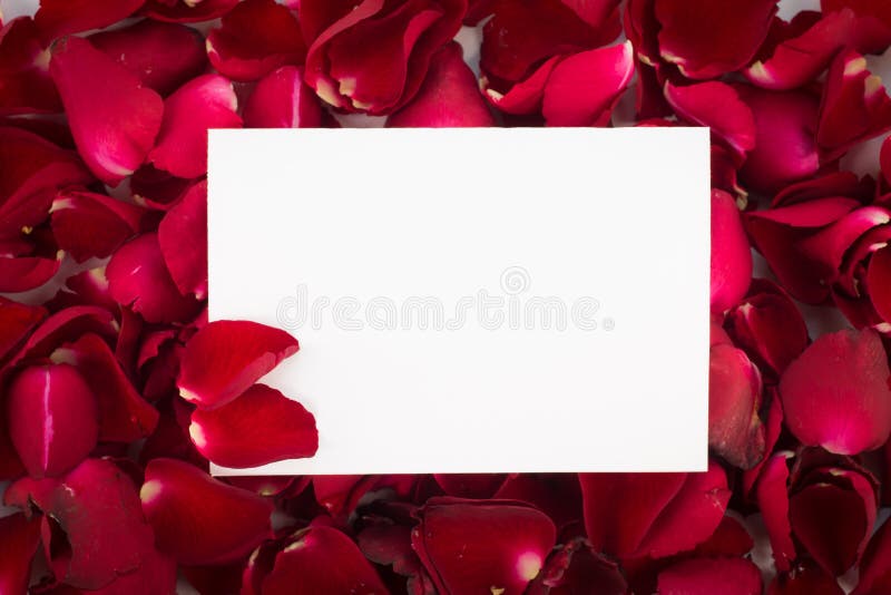 Pétalos color de rosa rojos de la tarjeta de felicitación con la muestra en blanco del mensaje para su imagen de archivo Pétalos color de rosa rojos de la tarjeta de felicitación con la muestra en blanco del mensaje para su imagen de archivo