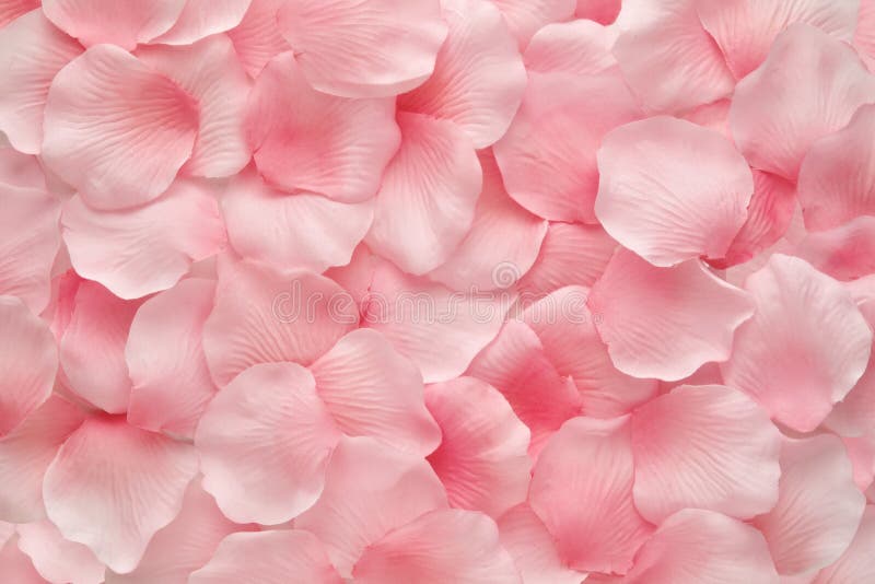 Pétalos color de rosa rosados delicados hermosos imagenes de archivo Pétalos color de rosa rosados delicados hermosos imagenes de archivo
