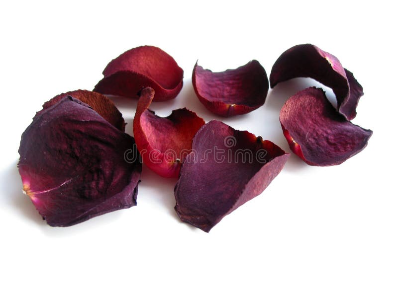 Secos petalos rosa de uso de