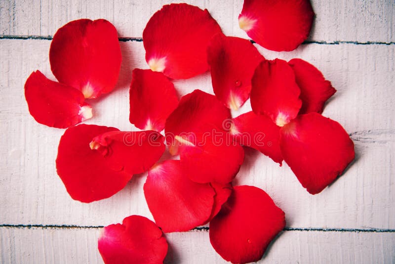Pétalos de rosa sobre fondo de madera , pétalos de rosa de estilo vintage de tono clásico / rosa rojo floral para el día de San V imagen de archivo libre de regalías Pétalos de rosa sobre fondo de madera , pétalos de rosa de estilo vintage de tono clásico / rosa rojo floral para el día de San V imagen de archivo libre de regalías