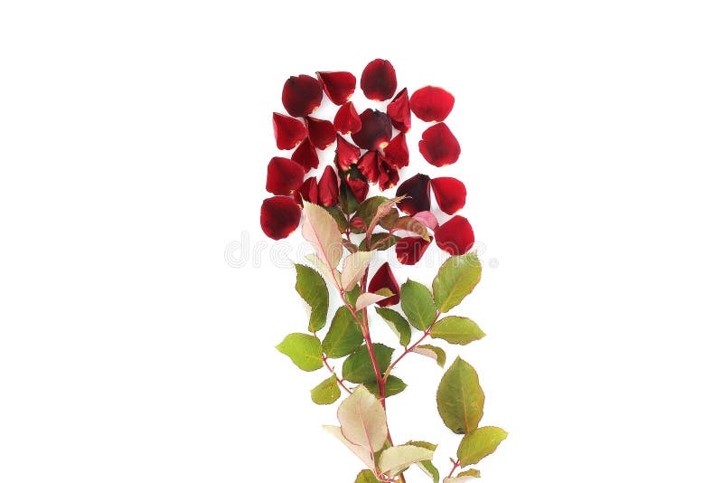 Pétalos de Rose en el fondo blanco fotografía de archivo libre de regalías Pétalos de Rose en el fondo blanco fotografía de archivo libre de regalías