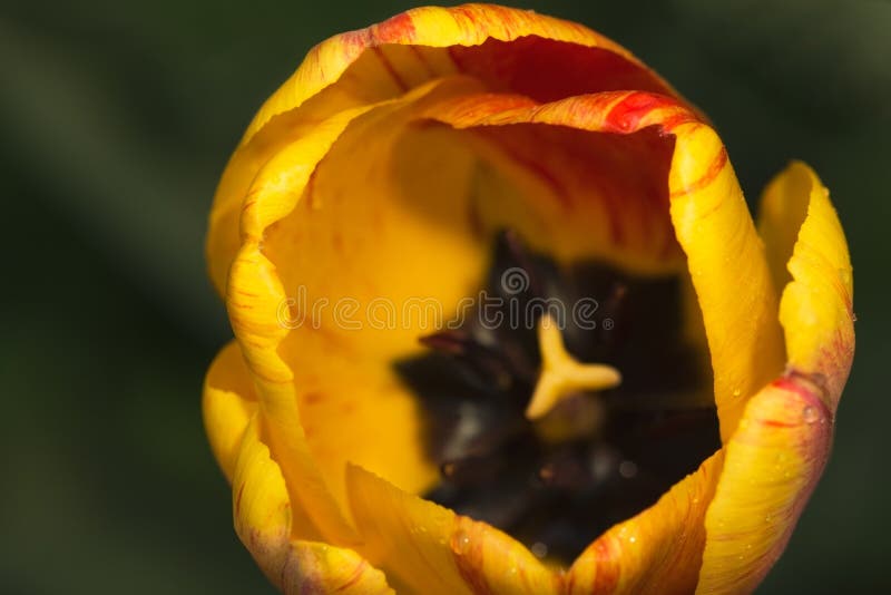 Pétalos de tulipanes amarillos y rojos, asperjados por la mañana fotografía de archivo Pétalos de tulipanes amarillos y rojos, asperjados por la mañana fotografía de archivo