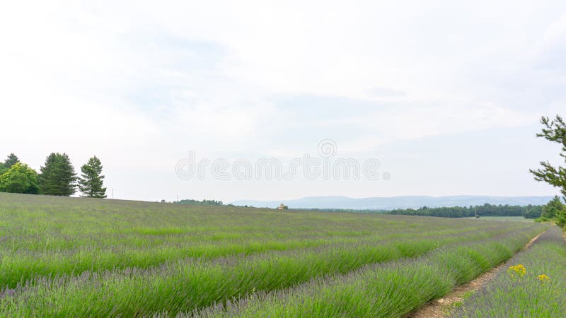 Pétalos púrpuras hermosos del flor joven de la flor del brote de la lavanda en las hojas verdes en fila en un campo debajo del ci fotos de archivo libres de regalías Pétalos púrpuras hermosos del flor joven de la flor del brote de la lavanda en las hojas verdes en fila en un campo debajo del ci fotos de archivo libres de regalías