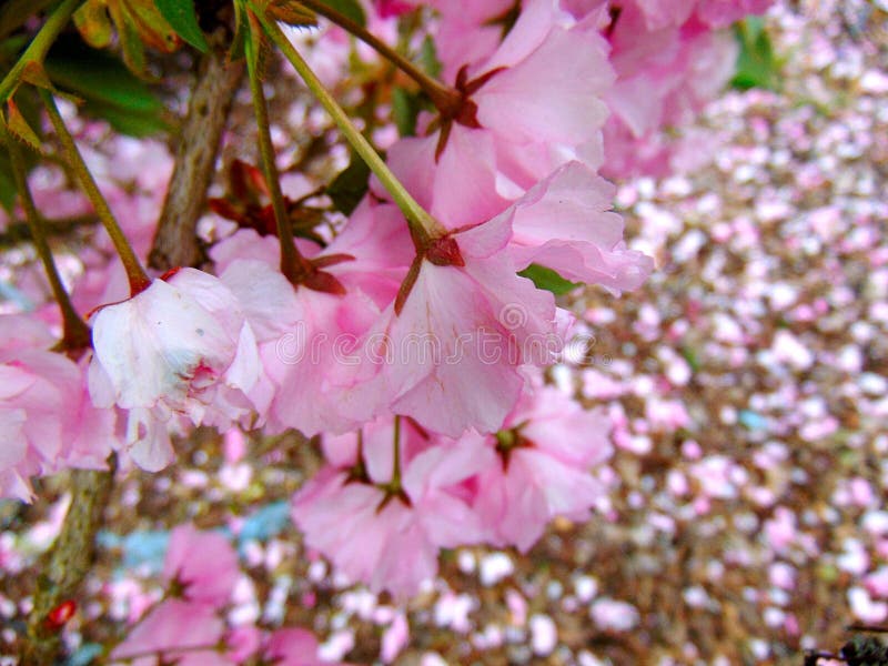 Pétalos rosados de la flor de cerezo que ponen en una tierra de la corteza fotos de archivo libres de regalías Pétalos rosados de la flor de cerezo que ponen en una tierra de la corteza fotos de archivo libres de regalías