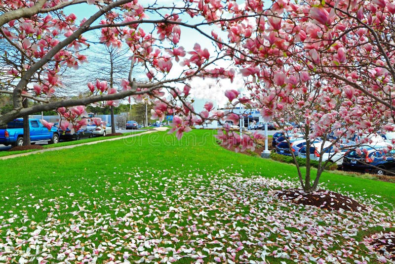Pétalos rosados de la flor de la magnolia que caen en hierba verde foto de archivo libre de regalías Pétalos rosados de la flor de la magnolia que caen en hierba verde foto de archivo libre de regalías