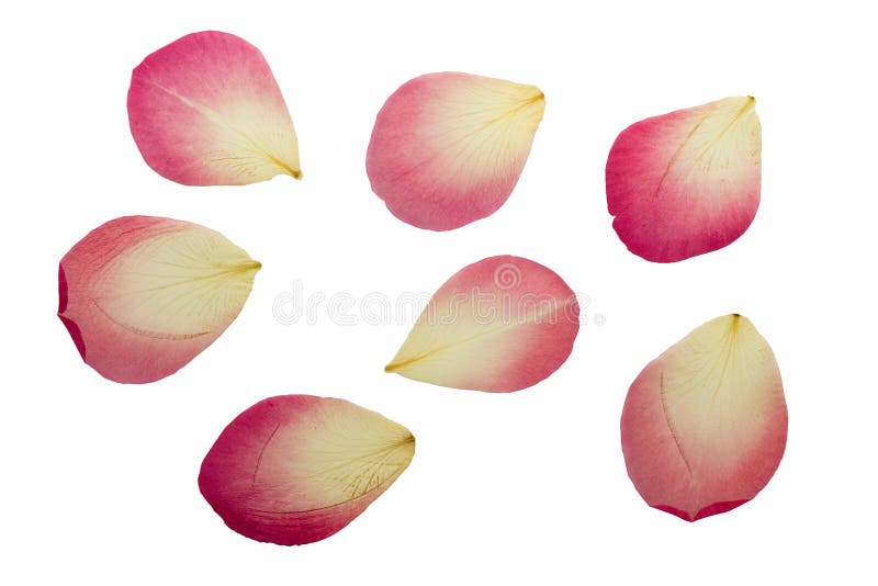 Pétalos rosados delicados presionados y secados de flores color de rosa fotografía de archivo libre de regalías Pétalos rosados delicados presionados y secados de flores color de rosa fotografía de archivo libre de regalías