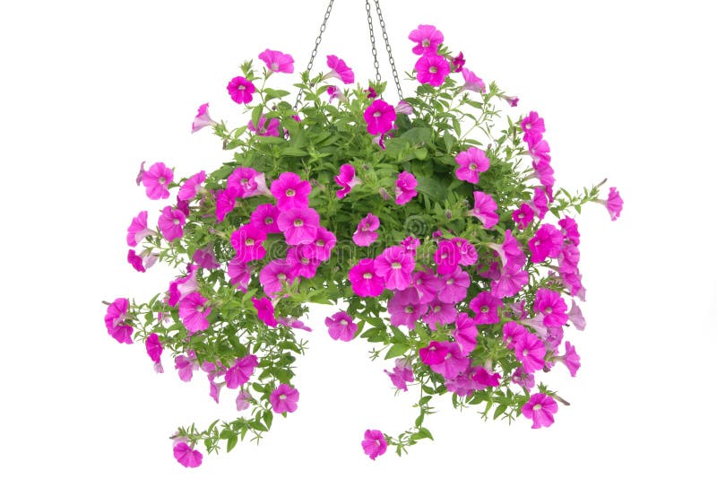 Pink flowering petunia in pot isolated on white background. Pink flowering petunia in pot isolated on white background.