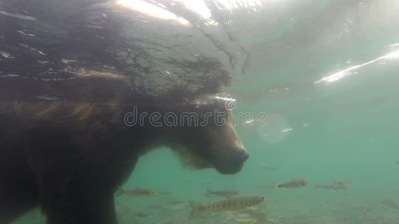 Pêche d'ours gris