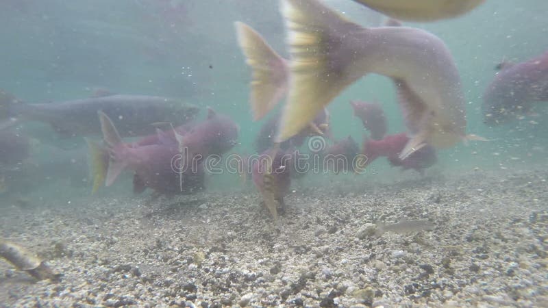 Pêche d'ours gris