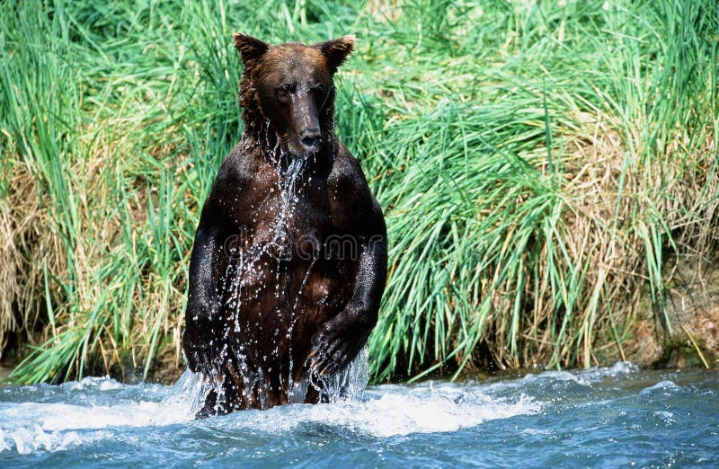 Pêche d'ours gris photo stock Pêche d'ours gris photo stock