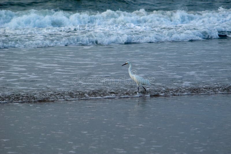 Pêche de vague déferlante d'oiseau photo stock Pêche de vague déferlante d'oiseau photo stock