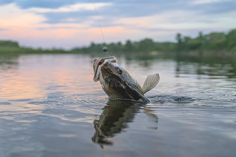 Zander fishing. Walleye fish on hook in water. Zander fishing. Walleye fish on hook in water.