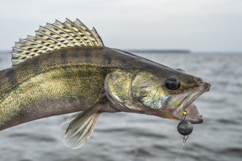 Zander fishing. Caught walleye fish trophy above water. Zander fishing. Caught walleye fish trophy above water.