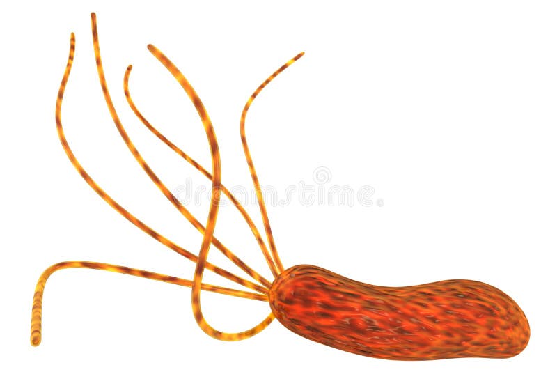 3d rendered image of stomach bacterium Helicobacter pylori isolated on white. 3d rendered image of stomach bacterium Helicobacter pylori isolated on white