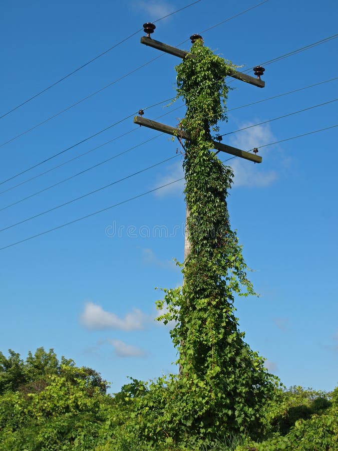 Wild grape and Virginia creeper climbing and growing up an old wooden telephone pole. Wild grape and Virginia creeper climbing and growing up an old wooden telephone pole