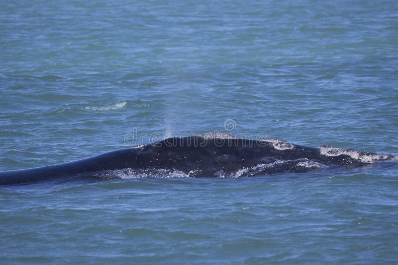 Północnego Atlantyku Prawy wieloryb - cążki