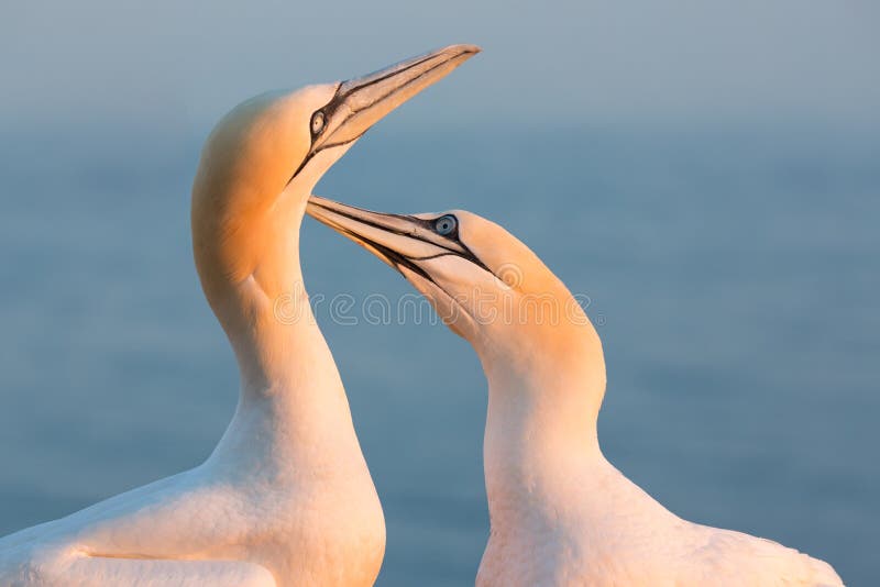Północni gannets w lęgowej koloni przy falezami niemiec Helgolan fotografia stock Północni gannets w lęgowej koloni przy falezami niemiec Helgolan fotografia stock