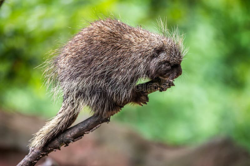 North American porcupine (Erethizon dorsatum) walks on a branch. North American porcupine (Erethizon dorsatum) walks on a branch