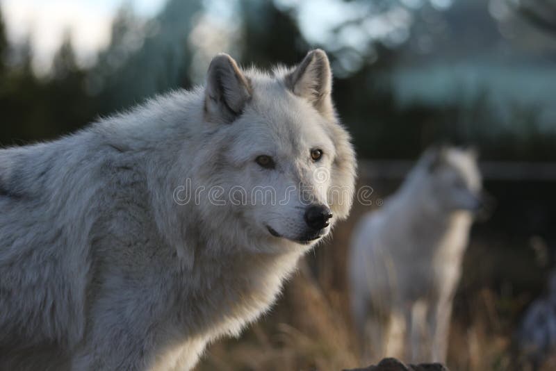 Północnoamerykański Popielaty wilk