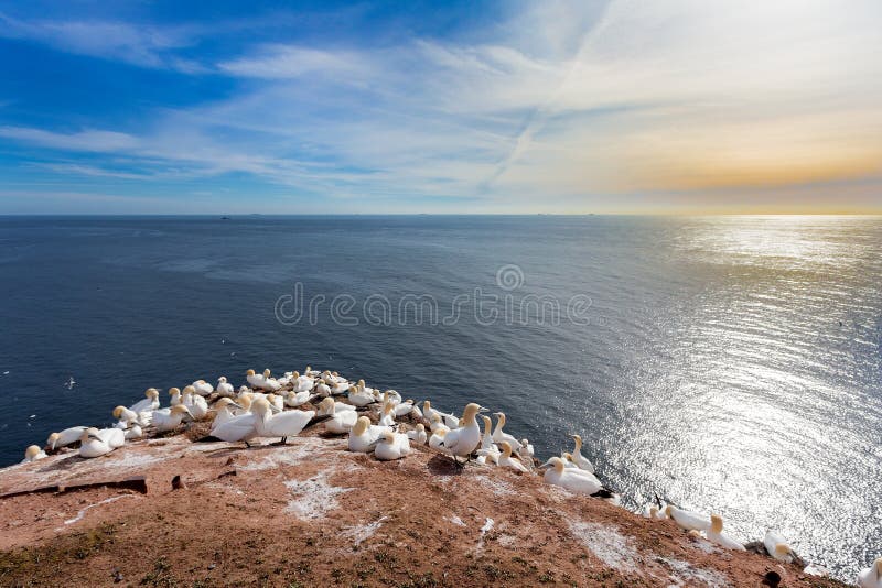 Północny gannet obsiadanie na gniazdeczku obrazy stock Północny gannet obsiadanie na gniazdeczku obrazy stock