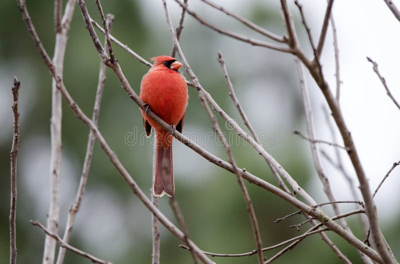 Red male Northern Cardinal songbird in briars. Photographed on four days of birding in Clarke and Walton County during the February 2018 Great Backyard Bird Count sponsored by the Cornell Lab of Ornithology and National Audubon Society. Species checklists are entered on ebird during the event. Red male Northern Cardinal songbird in briars. Photographed on four days of birding in Clarke and Walton County during the February 2018 Great Backyard Bird Count sponsored by the Cornell Lab of Ornithology and National Audubon Society. Species checklists are entered on ebird during the event.