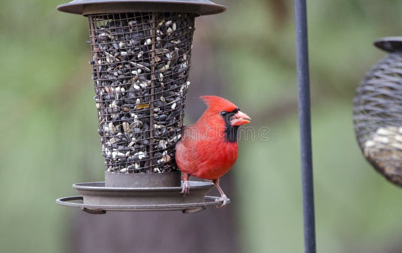 Red male Northern Cardinal songbird at bird feeder eating black oil sunflower seeds. Photographed on four days of birding in Clarke and Walton County during the February 2018 Great Backyard Bird Count sponsored by the Cornell Lab of Ornithology and National Audubon Society. Species checklists are entered on ebird during the event. Red male Northern Cardinal songbird at bird feeder eating black oil sunflower seeds. Photographed on four days of birding in Clarke and Walton County during the February 2018 Great Backyard Bird Count sponsored by the Cornell Lab of Ornithology and National Audubon Society. Species checklists are entered on ebird during the event.