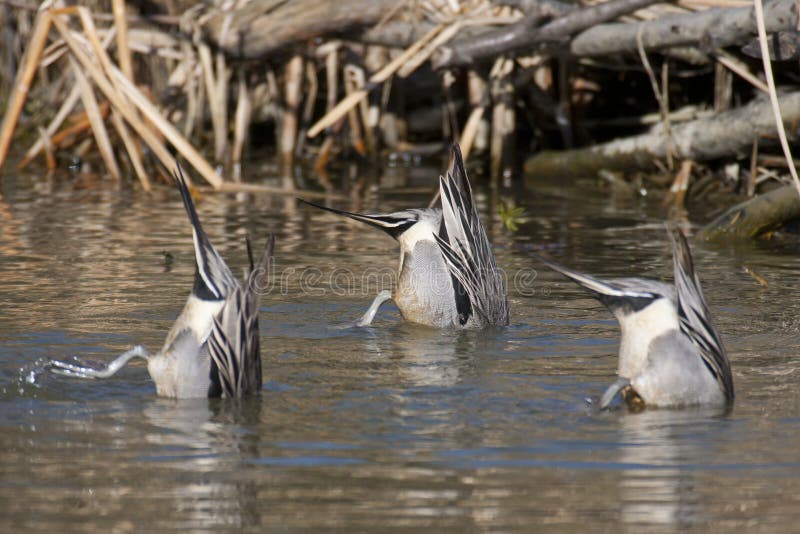 północny kaczki pintail zdjęcie stock północny kaczki pintail zdjęcie stock