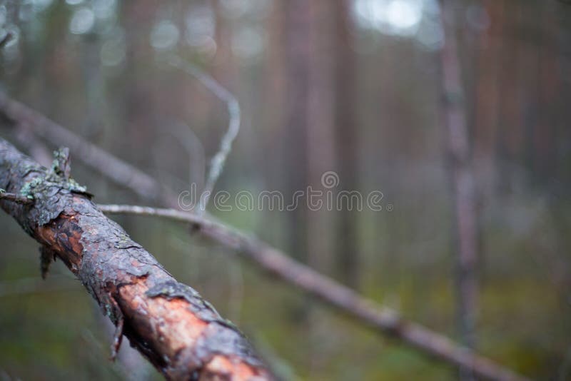 Północny sosnowy las zdjęcia stock Północny sosnowy las zdjęcia stock