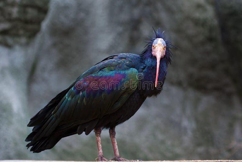 Północny Łysy ibis (Geronticus eremita) zdjęcia royalty free Północny Łysy ibis (Geronticus eremita) zdjęcia royalty free
