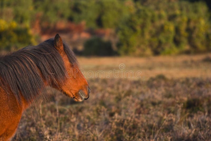 Pônei novo da floresta fotografia de stock royalty free Pônei novo da floresta fotografia de stock royalty free