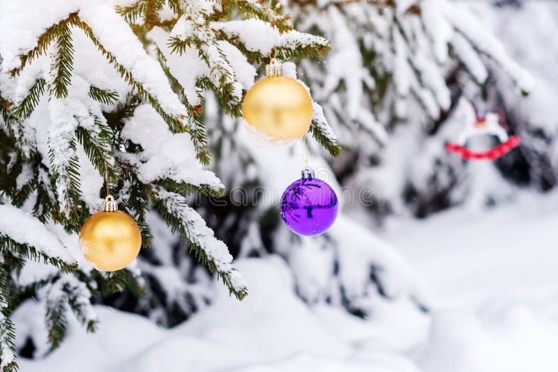 Púrpura y bolas de la Navidad del oro en una rama nevada del abeto Decoraciones del árbol de navidad y de la Navidad imagenes de archivo Púrpura y bolas de la Navidad del oro en una rama nevada del abeto Decoraciones del árbol de navidad y de la Navidad imagenes de archivo