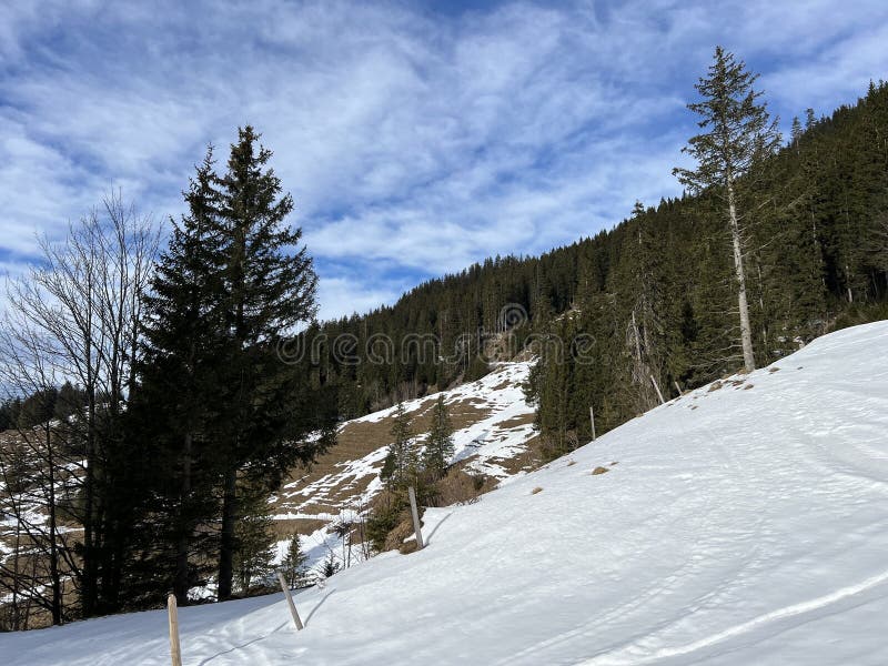 Păduri montane mixte și pășuni alpine într-un mediu de iarnă deasupra stațiunii turistice Engelberg, elveția stock image