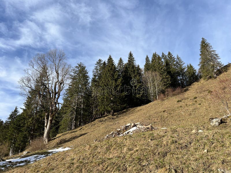 Păduri montane mixte și pășuni alpine într-un mediu de iarnă deasupra stațiunii turistice Engelberg, elveția royalty free stock photo