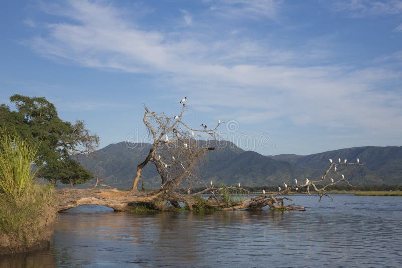 Păsări căzute în râul Zambezi royalty free stock photography