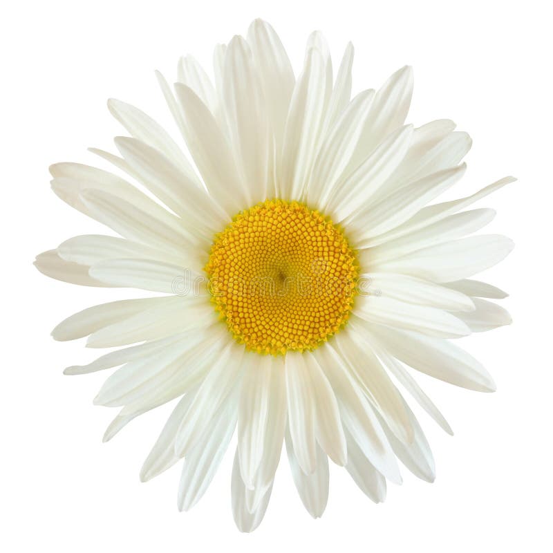 Pączek stokrotka kwiat odizolowywający na białym tle z ścinkiem